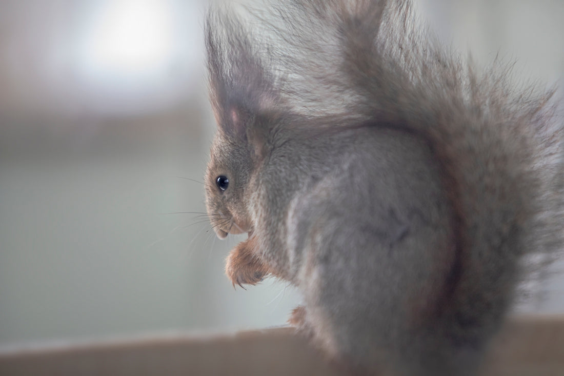 a close up of a squirrel with a blurry background