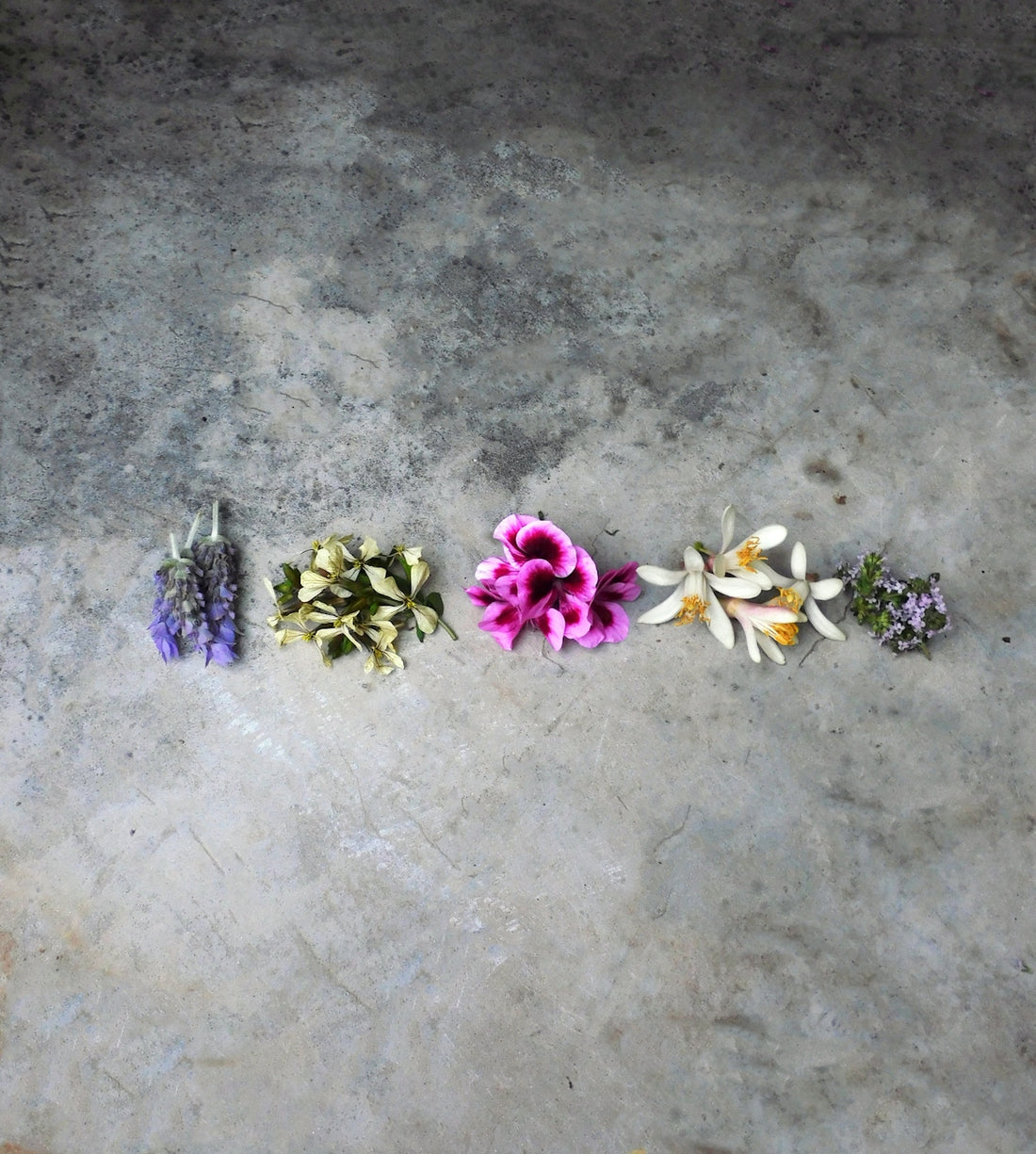 a group of flowers sitting on top of a cement floor