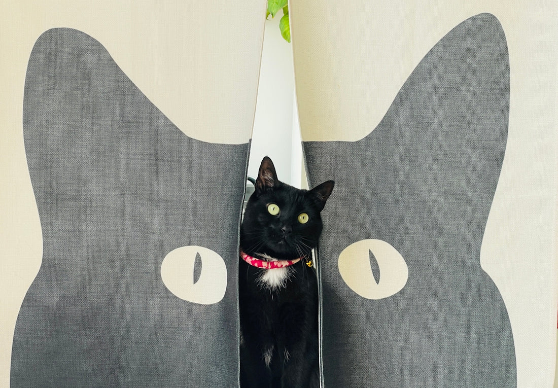 a black cat sitting in between two curtains