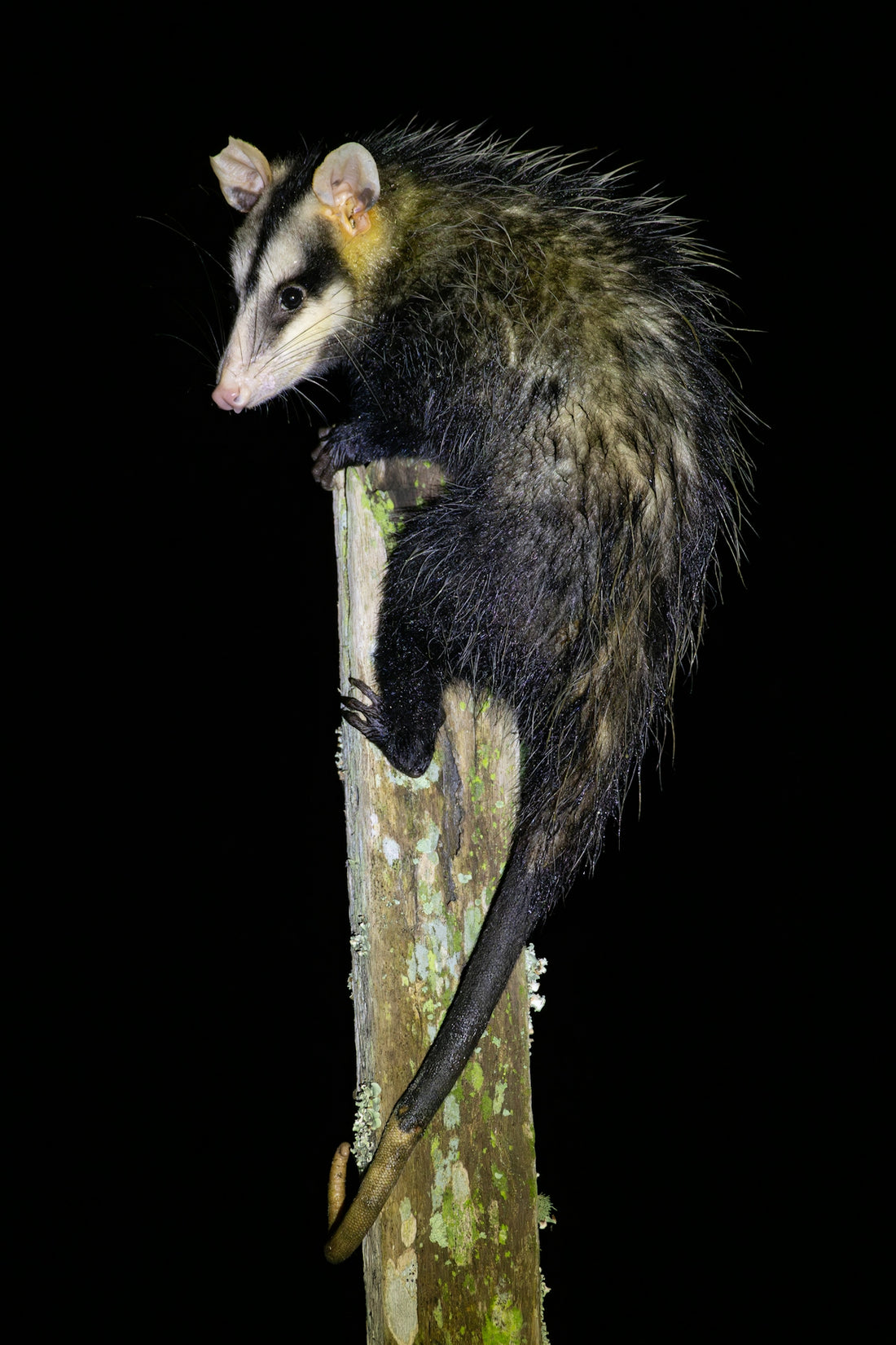 A white-eared opossum perched on a wooden post.